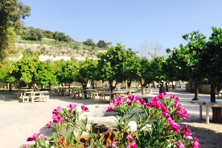 Cypriot Donkey Farm Tour: Halloumi Making, Olive Tasting & Traditional Dinner near Lefkara photo 2