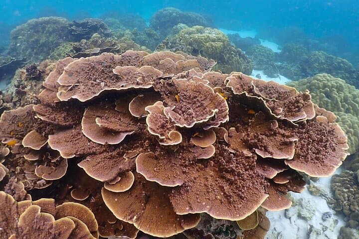 One-Day Scuba Diving at Ko Racha – Full-Day Beginner-Friendly Dive Trip from Phuket photo 3