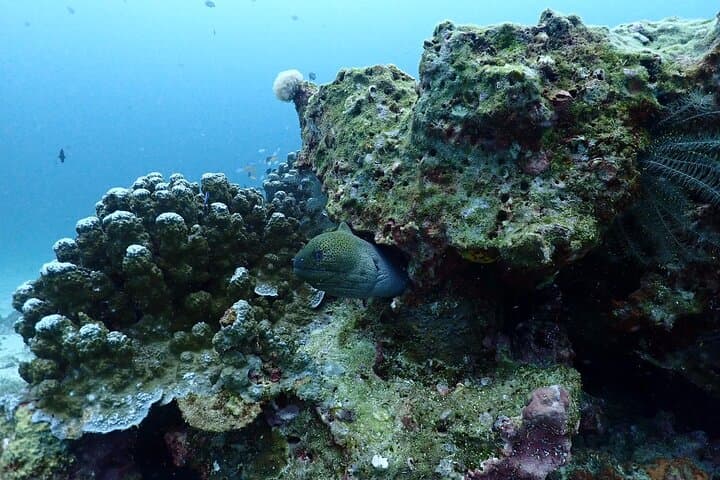 One-Day Scuba Diving at Ko Racha – Full-Day Beginner-Friendly Dive Trip from Phuket photo 4