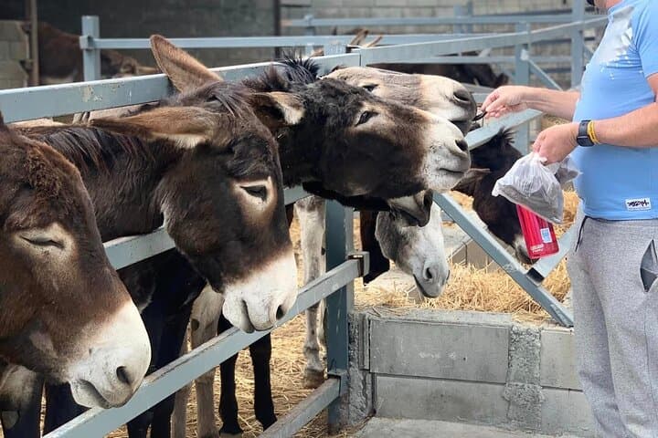 Cypriot Donkey Farm Tour: Halloumi Making, Olive Tasting & Traditional Dinner near Lefkara photo 1