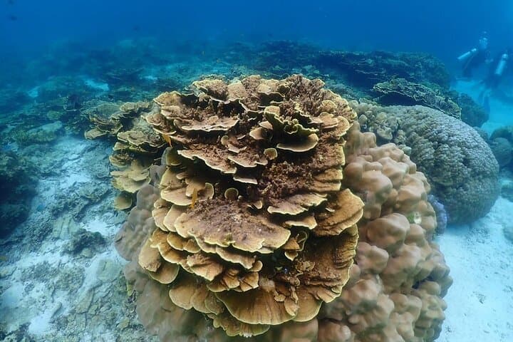 Scuba Diving at Racha: Coral Reefs, Photos & Beginner-Friendly Dives photo 3