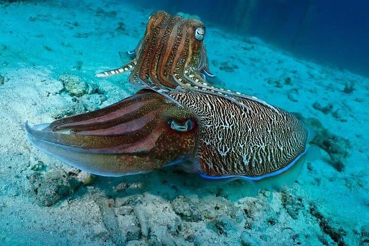 Scuba Diving at Racha: Coral Reefs, Photos & Beginner-Friendly Dives photo 4