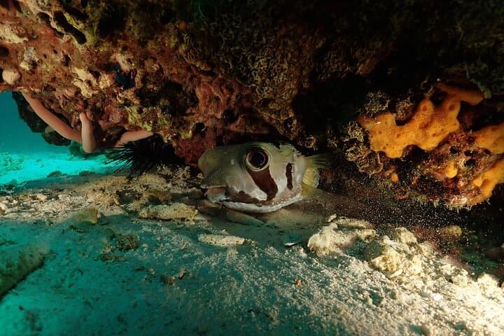 Scuba Diving at Racha: Coral Reefs, Photos & Beginner-Friendly Dives photo 5