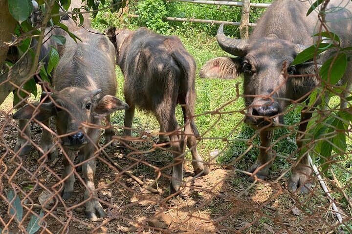 Hoi An Vespa Adventure: City Highlights & Countryside Secrets photo 6