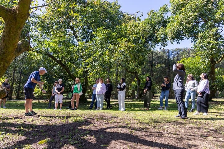 katikati-gourmet-avocado-tasting-orchard-tour-and-tasting photo 2