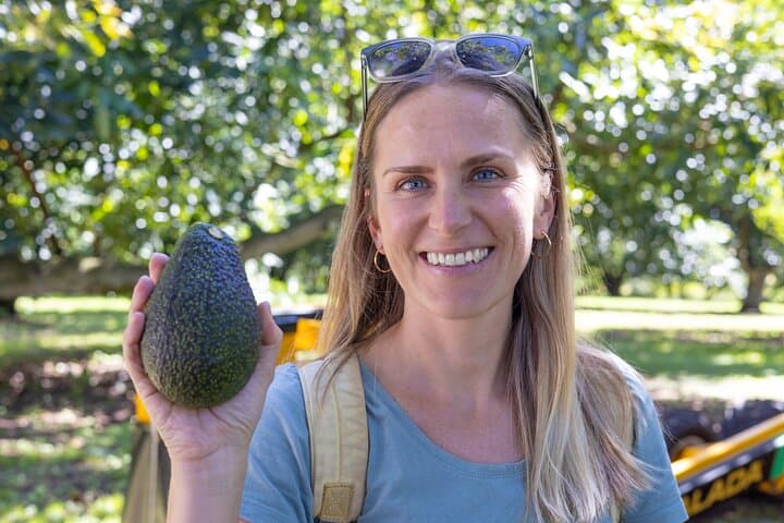 katikati-gourmet-avocado-tasting-orchard-tour-and-tasting