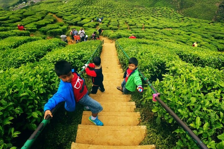 Cameron Highlands Private Nature Day Trip from Kuala Lumpur photo 5
