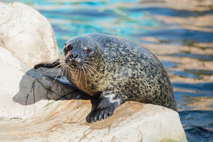 SEA LIFE Weymouth: Up-Close Encounters at Dorset’s Ocean Tunnel photo 3