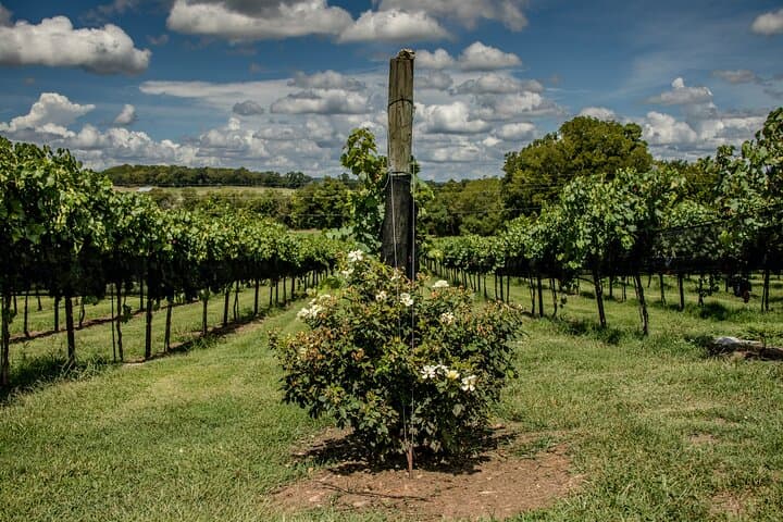 Driving the Natchez Trace Parkway: 134-Mile Self-Guided Audio Road Trip photo 5