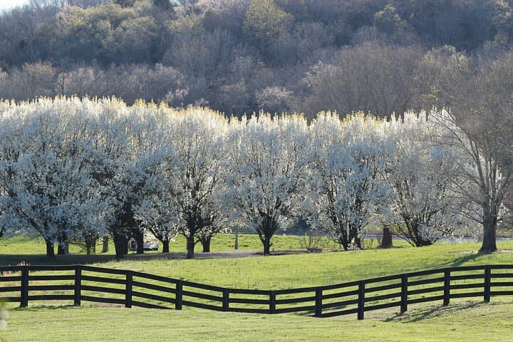 Driving the Natchez Trace Parkway: 134-Mile Self-Guided Audio Road Trip photo 6