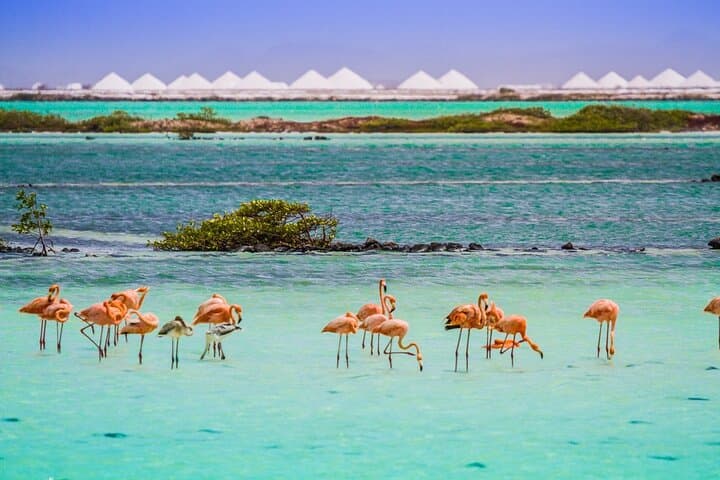 Private 2-Hour South Bonaire Island Tour for Singles & Couples