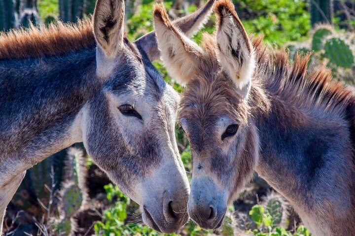 Private 2-Hour South Bonaire Island Tour for Singles & Couples photo 4
