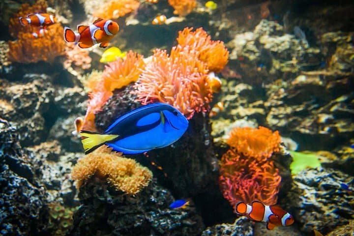 SEA LIFE Weymouth: Up-Close Encounters at Dorset’s Ocean Tunnel photo 6