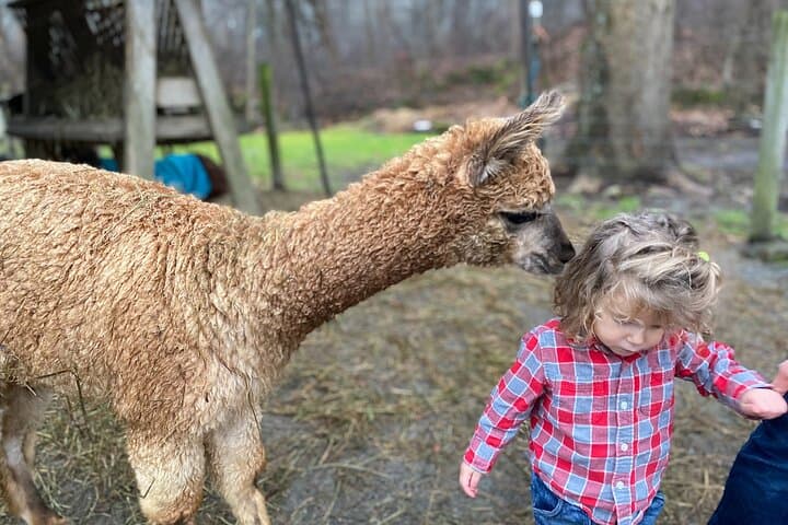 Alpaca and Llama Encounter at Jenny Jump: Guided Walk & Meet-and-Greet photo 3