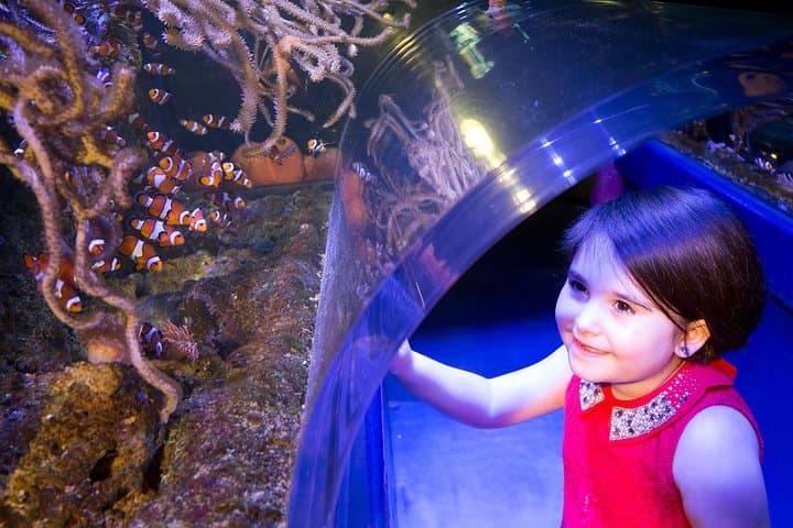 Visit SEA LIFE Birmingham: Ocean Tunnel, Penguins & UK’s Only Sea Otters photo 2