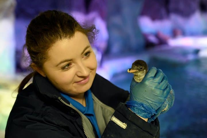 Visit SEA LIFE Birmingham: Ocean Tunnel, Penguins & UK’s Only Sea Otters photo 4