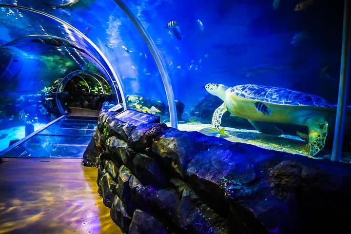 Visit SEA LIFE Birmingham: Ocean Tunnel, Penguins & UK’s Only Sea Otters photo 3
