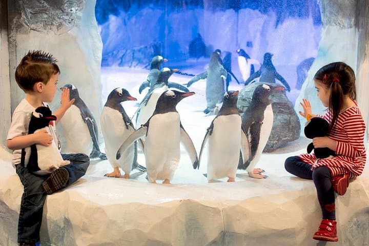 Visit SEA LIFE Birmingham: Ocean Tunnel, Penguins & UK’s Only Sea Otters