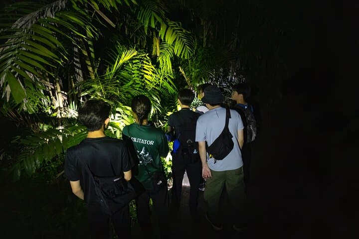 Singapore Night Rainforest Walk: Naturalist Night Adventure