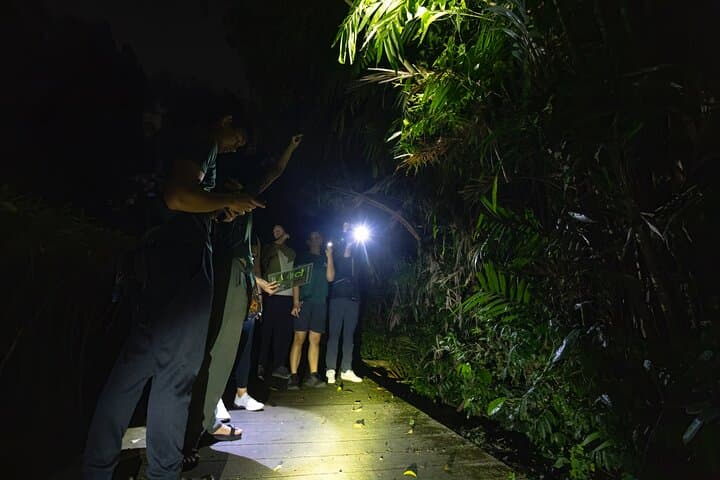 Singapore Night Rainforest Walk: Naturalist Night Adventure photo 3