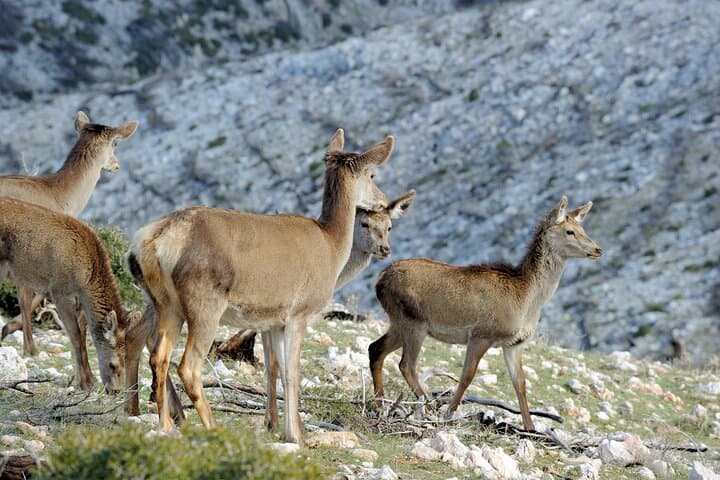 Mount Parnitha Half-Day Private Tour to Bafi Refuge & Lake Beletsi from Athens