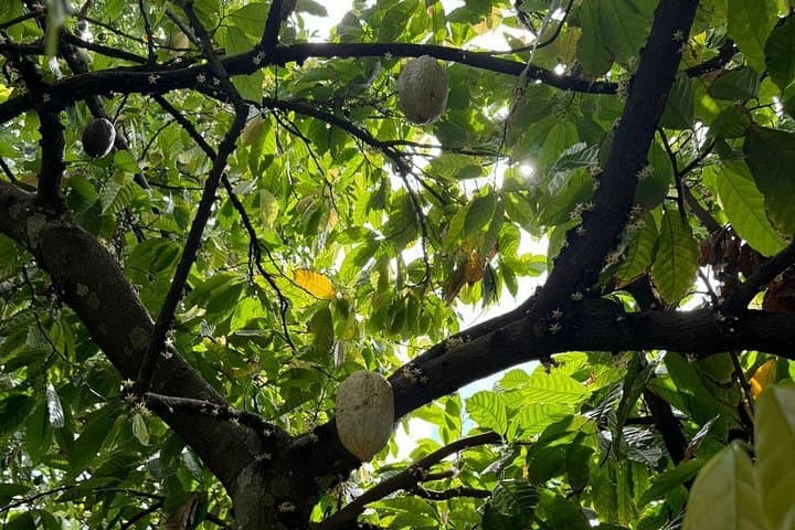 Puerto Plata City Tour & Butterfly Garden: Chocolate, Rum and Colonial Sights photo 4