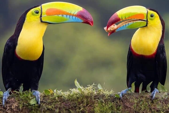 Arenal Inspirations 2-in-1: Choose Your Adventure in La Fortuna