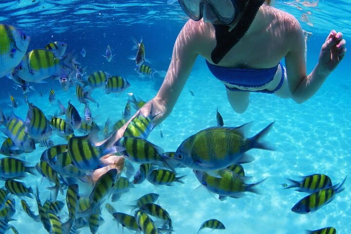 Puerto Morelos Private Snorkel Tour from Cancun — Reef, Turtles & Tacos photo 4