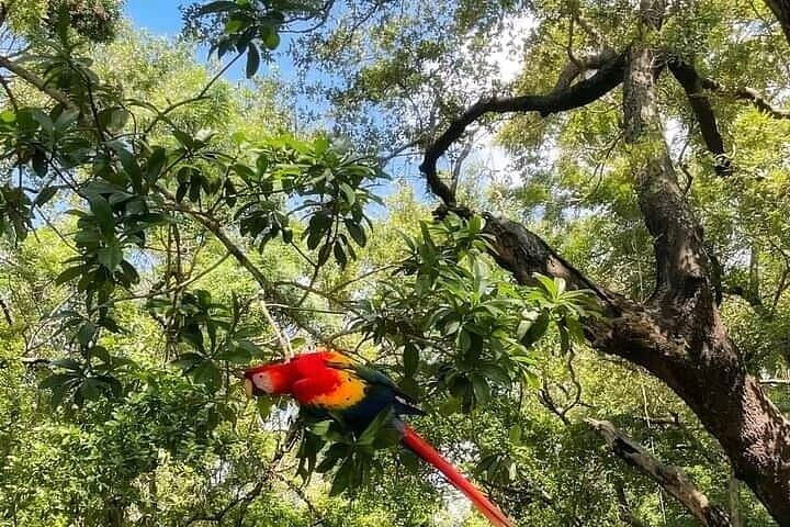 Soar and Explore: Zipline, Hiking & Suspension Bridge Adventure in Roatan photo 5
