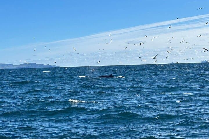RIB Speedboat Safari to the Blasket Islands — Dingle Boat Tours photo 4