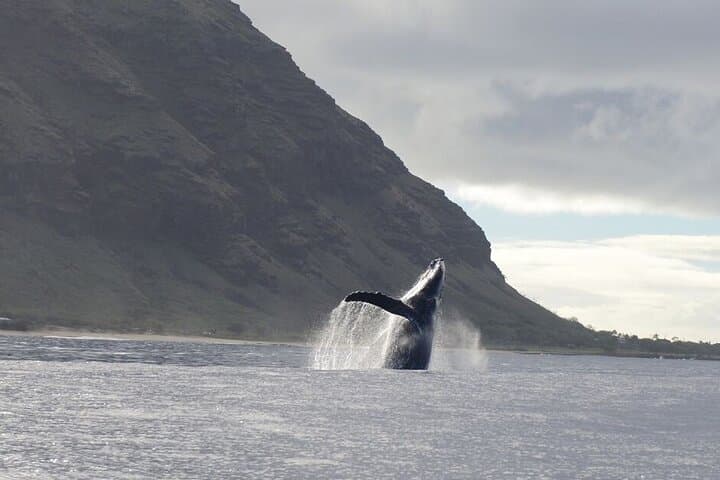 Kona Midday Whale Watching — Humpback Cruises from Honokohau Harbor photo 5