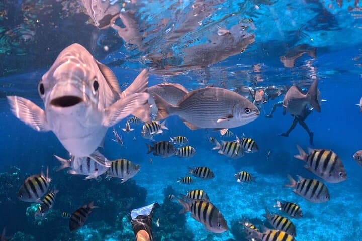 Cozumel Snorkel Adventure: El Cielo & El Cielito Catamaran photo 3