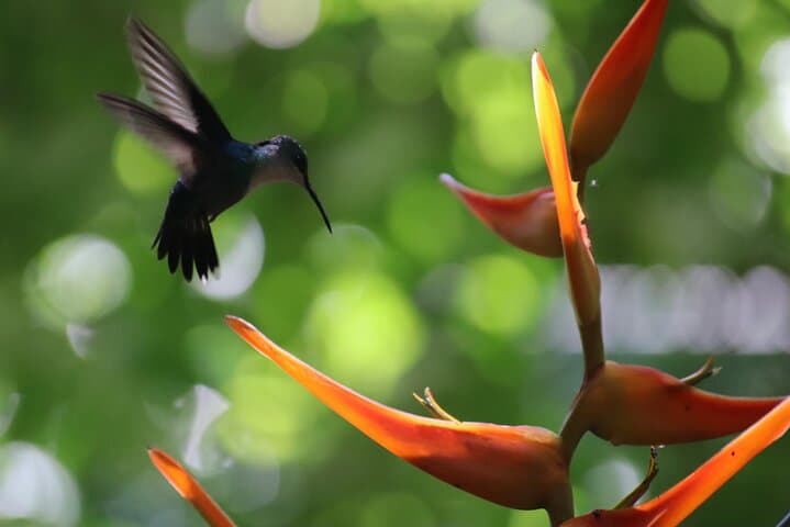 Manuel Antonio National Park Guided Nature Tour — Wildlife Walk & Beach Visit