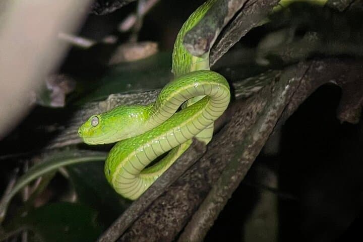 Guided Monteverde Cloud Forest Walk — Hanging Bridges, Birding & Wildlife