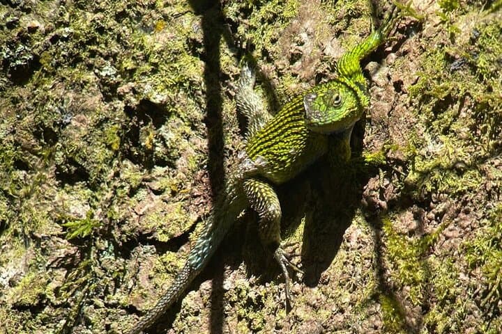 Guided Monteverde Cloud Forest Walk — Hanging Bridges, Birding & Wildlife photo 2