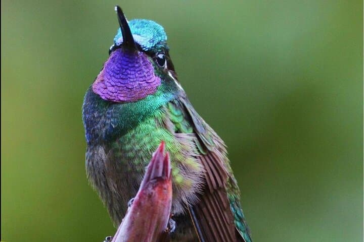 Guided Monteverde Cloud Forest Walk — Hanging Bridges, Birding & Wildlife photo 5