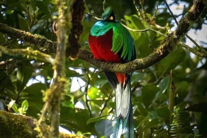 Guided Monteverde Cloud Forest Walk — Hanging Bridges, Birding & Wildlife photo 6