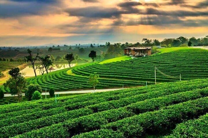 Chiang Rai Day Tour: White Temple, Blue Temple, Black House & Golden Triangle Tea Plantation