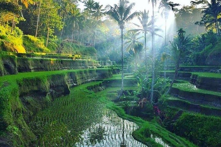 Full-Day Ubud Tour: Monkey Forest, Tegallalang Rice Terraces & Kanto Lampo Waterfall photo 4
