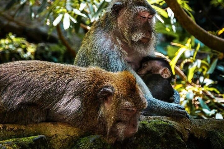Full-Day Ubud Tour: Monkey Forest, Tegallalang Rice Terraces & Kanto Lampo Waterfall photo 6