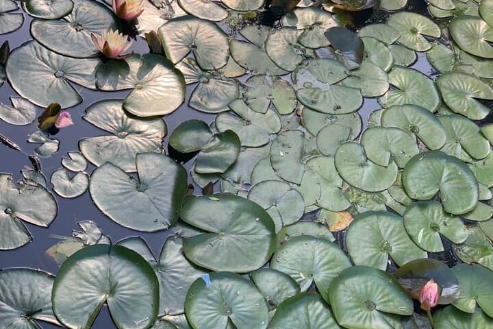 Vegetarian Seoul City Tour: Full-Day Small-Group Walk Through Insadong, Bugak & Yeouido photo 3