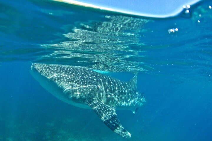 Whale Shark Snorkeling, Kawasan Falls & Sardines Run: Full-Day Adventure from Cebu photo 3