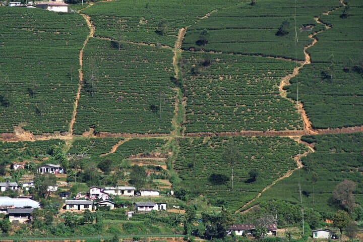 Highlands to Coast: 3-Day Private Tour Through Sri Lanka’s Tea Country and Galle photo 3