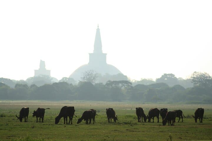 4-Day Private Historical Tour in Sri Lanka: Sigiriya, Anuradhapura & Kandy photo 3