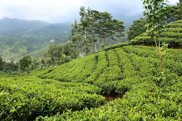 4-Day Private Historical Tour in Sri Lanka: Sigiriya, Anuradhapura & Kandy photo 6