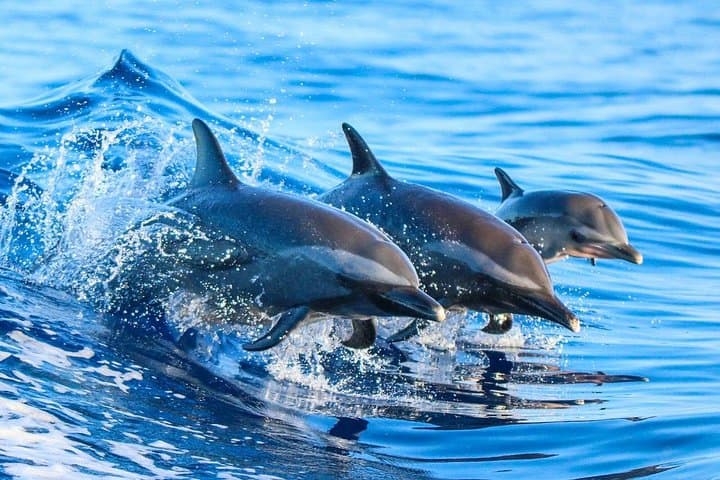 Private Dolphin Watching & Snorkelling Charter — Playa Flamingo (Potrero), Costa Rica photo 3