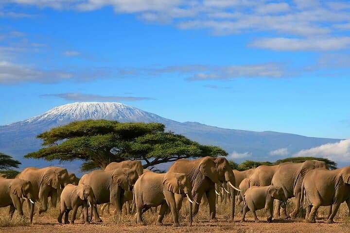 Amboseli in Three Days: Kilimanjaro Views and Classic East African Game Drives