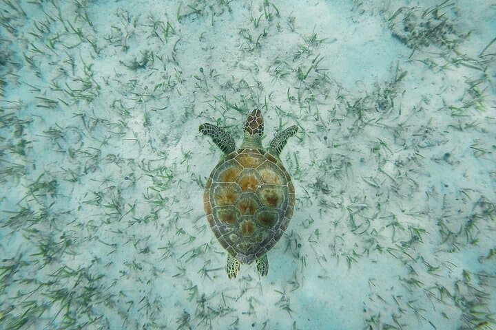 Rose Island Day Tour from Nassau — Snorkel, Swimming Pigs & Turtle Spotting