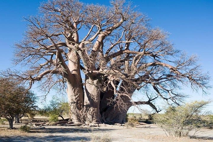 2-Day Tarangire and Ngorongoro Crater Safari from Arusha photo 4