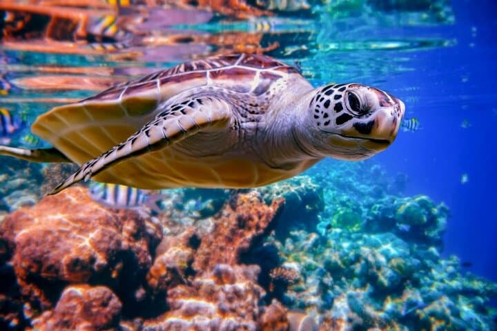 Abu Dabbab Snorkeling: Swim with Turtles and Coral Gardens in Marsa Alam photo 6